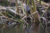 Biegus zmienny, Calidris alpina
