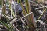 Biegus zmienny, Calidris alpina