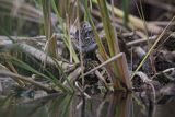 Biegus zmienny, Calidris alpina
