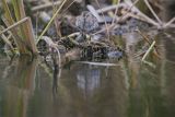 Biegus zmienny, Calidris alpina