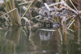 Biegus zmienny, Calidris alpina