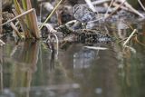 Biegus zmienny, Calidris alpina