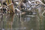 Biegus zmienny, Calidris alpina