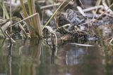 Biegus zmienny, Calidris alpina