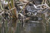 Biegus zmienny, Calidris alpina