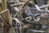 Biegus zmienny, Calidris alpina