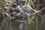 Biegus zmienny, Calidris alpina