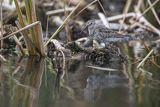 Biegus zmienny, Calidris alpina