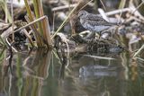 Biegus zmienny, Calidris alpina