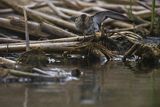 Biegus zmienny, Calidris alpina
