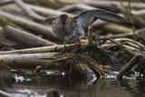 Biegus zmienny, Calidris alpina