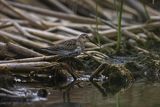 Biegus zmienny, Calidris alpina