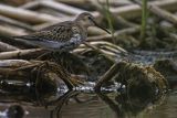 Biegus zmienny, Calidris alpina