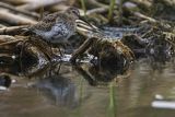 Biegus zmienny, Calidris alpina