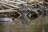 Biegus zmienny, Calidris alpina