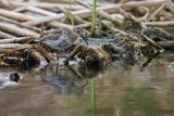 Biegus zmienny, Calidris alpina