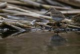 Biegus zmienny, Calidris alpina