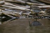 Biegus zmienny, Calidris alpina