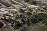 Biegus zmienny, Calidris alpina