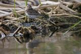 Biegus zmienny, Calidris alpina