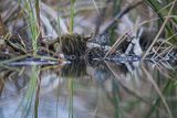 Biegus zmienny, Calidris alpina