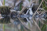 Biegus zmienny, Calidris alpina