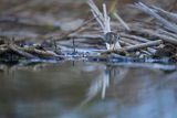 Biegus zmienny, Calidris alpina