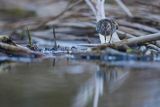 Biegus zmienny, Calidris alpina