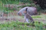 zając bielak, Lepus timidus