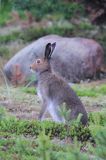 zając bielak, Lepus timidus