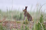 zając bielak, Lepus timidus