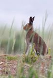 zając bielak, Lepus timidus