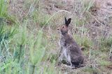 zając bielak, Lepus timidus