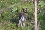 zając bielak, Lepus timidus