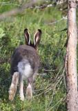 zając bielak, Lepus timidus