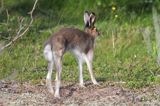 zając bielak, Lepus timidus