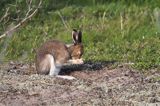 zając bielak, Lepus timidus