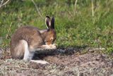 zając bielak, Lepus timidus