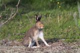 zając bielak, Lepus timidus