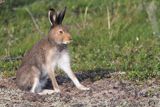 zając bielak, Lepus timidus