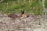 zając bielak, Lepus timidus