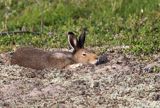 zając bielak, Lepus timidus