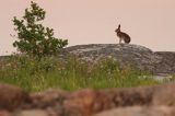 zając bielak, Lepus timidus