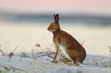 zając bielak, Lepus timidus