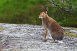 zając bielak, Lepus timidus