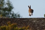 zając bielak, Lepus timidus