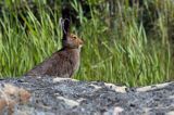 zając bielak, Lepus timidus