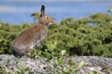 zając bielak, Lepus timidus