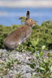 zając bielak, Lepus timidus