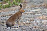 zając bielak, Lepus timidus